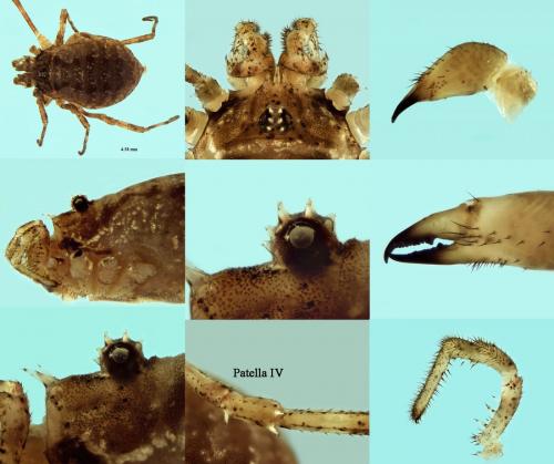 Réf. 195 690 : Lophopilio palpinalis